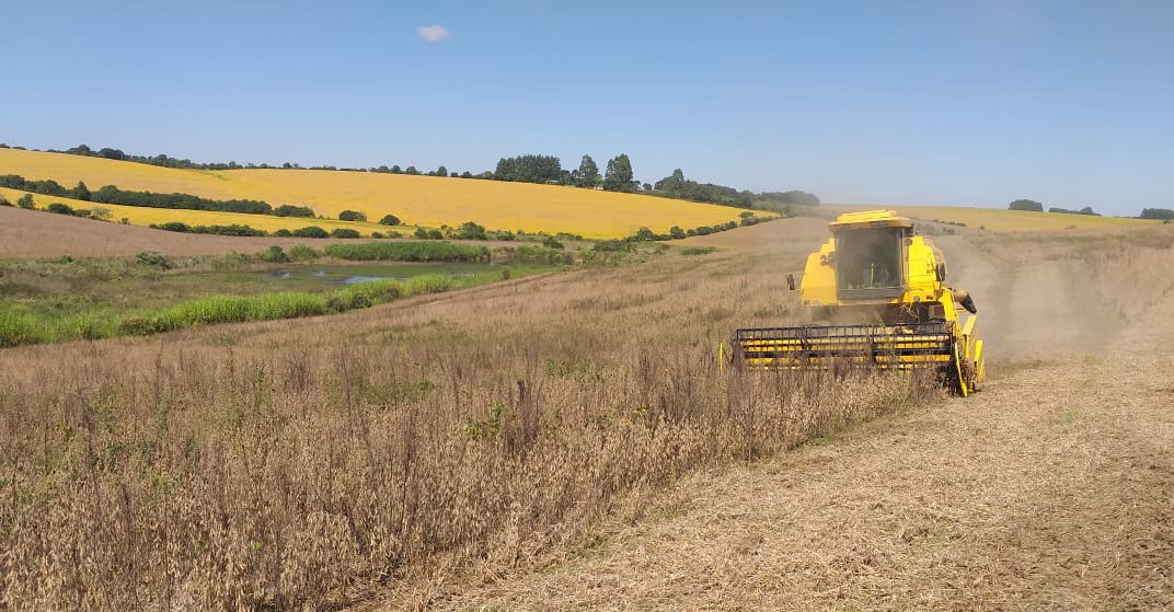 A soja alcançou 68% da área colhida no Rio Grande do Sul, com 25% maduros e por colher e 7% em enchimento de grãos. A colheita segue intensificada, alcançando 920 […]