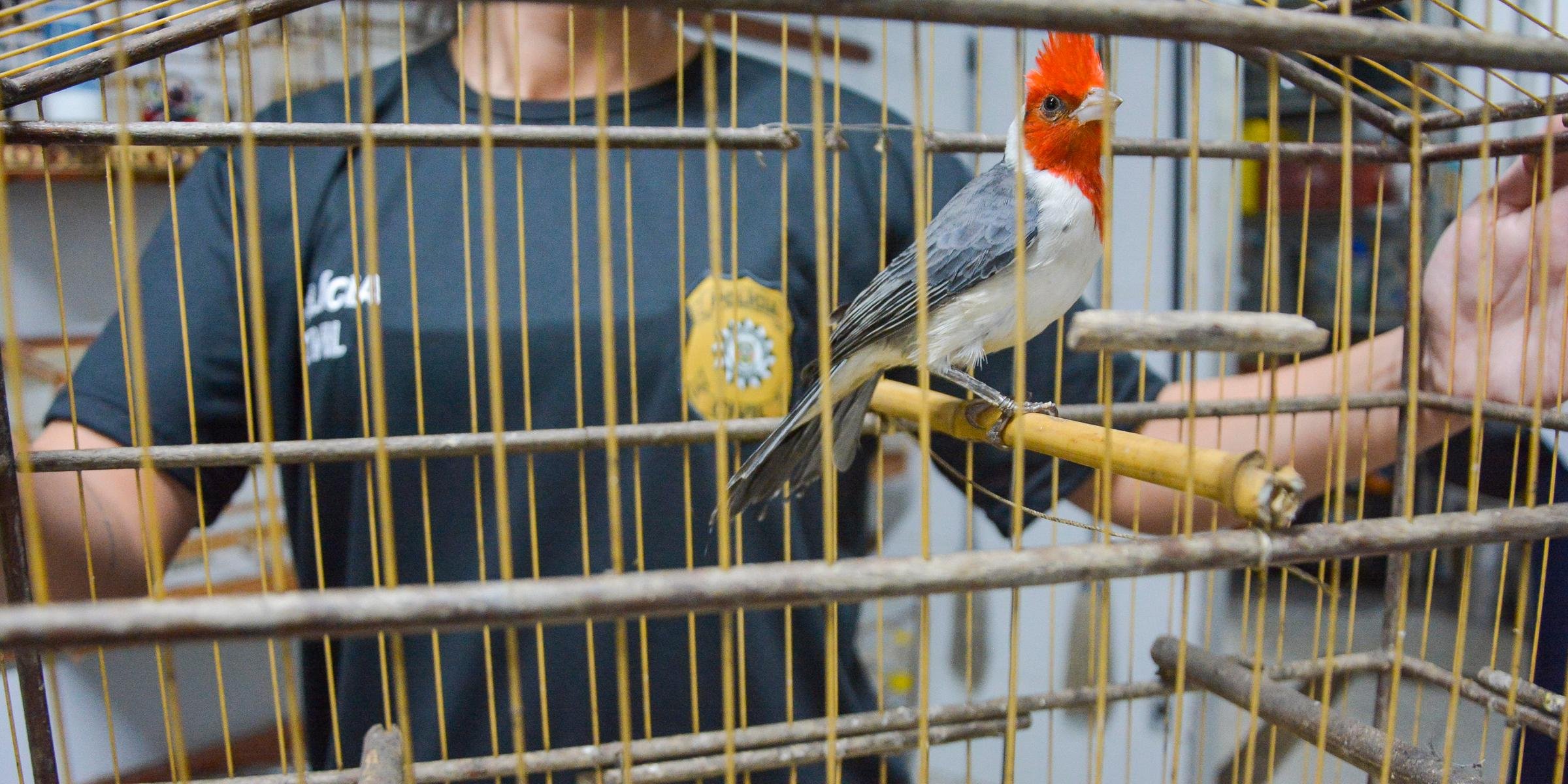 Animais silvestres foram recolhidos e encaminhados ao Ibama, em Porto Alegre Trinta e dois pássaros foram apreendidos pela Polícia Civil, no início da tarde de hoje, em Canoas, na Região […]