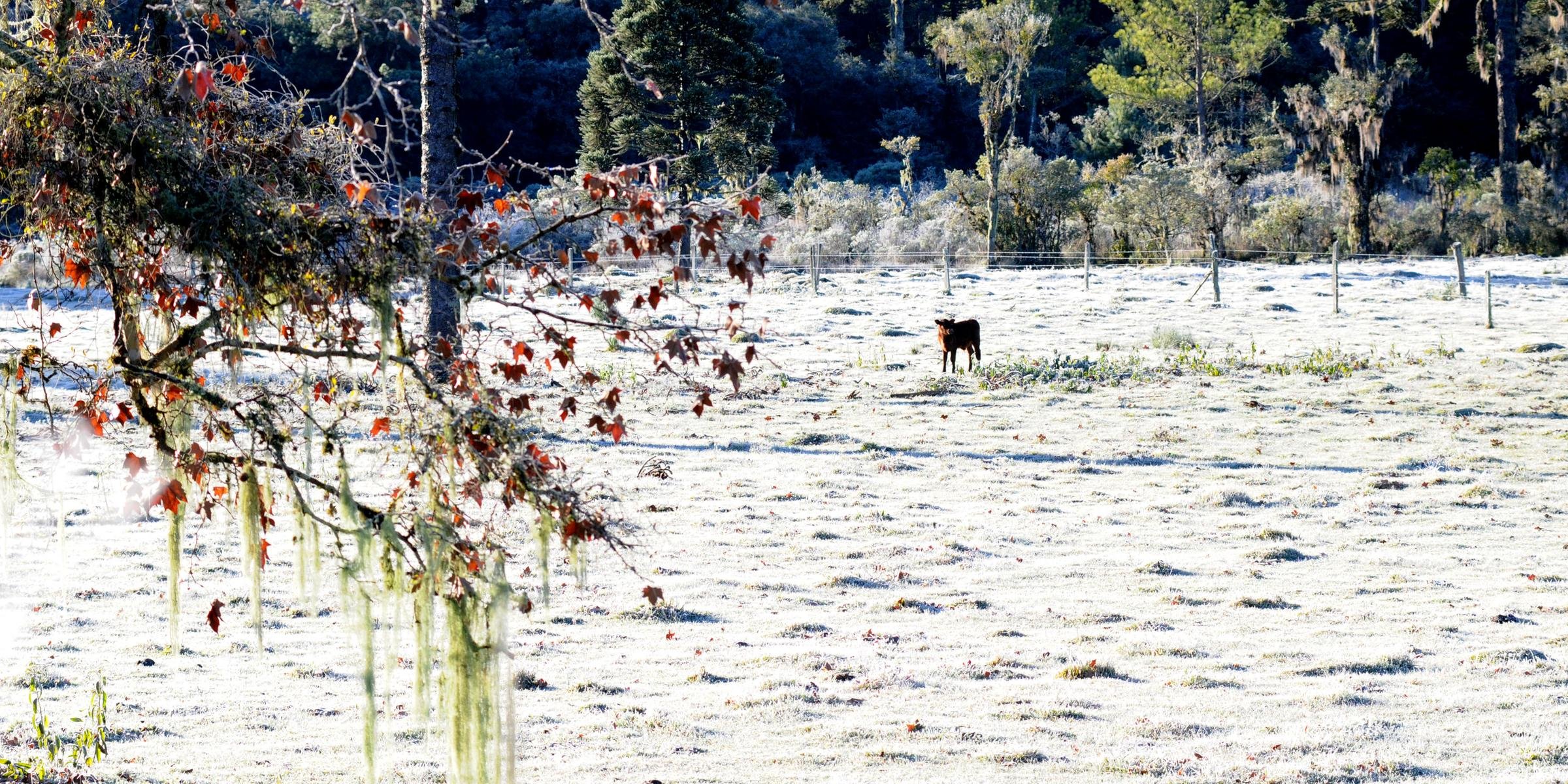 Outras sete cidades registram temperaturas negativas nesta quinta-feira Geadas, temperaturas negativas e a confirmação da chegada do inverno. Este é o resumo da madrugada e das primeiras horas desta quinta-feira […]