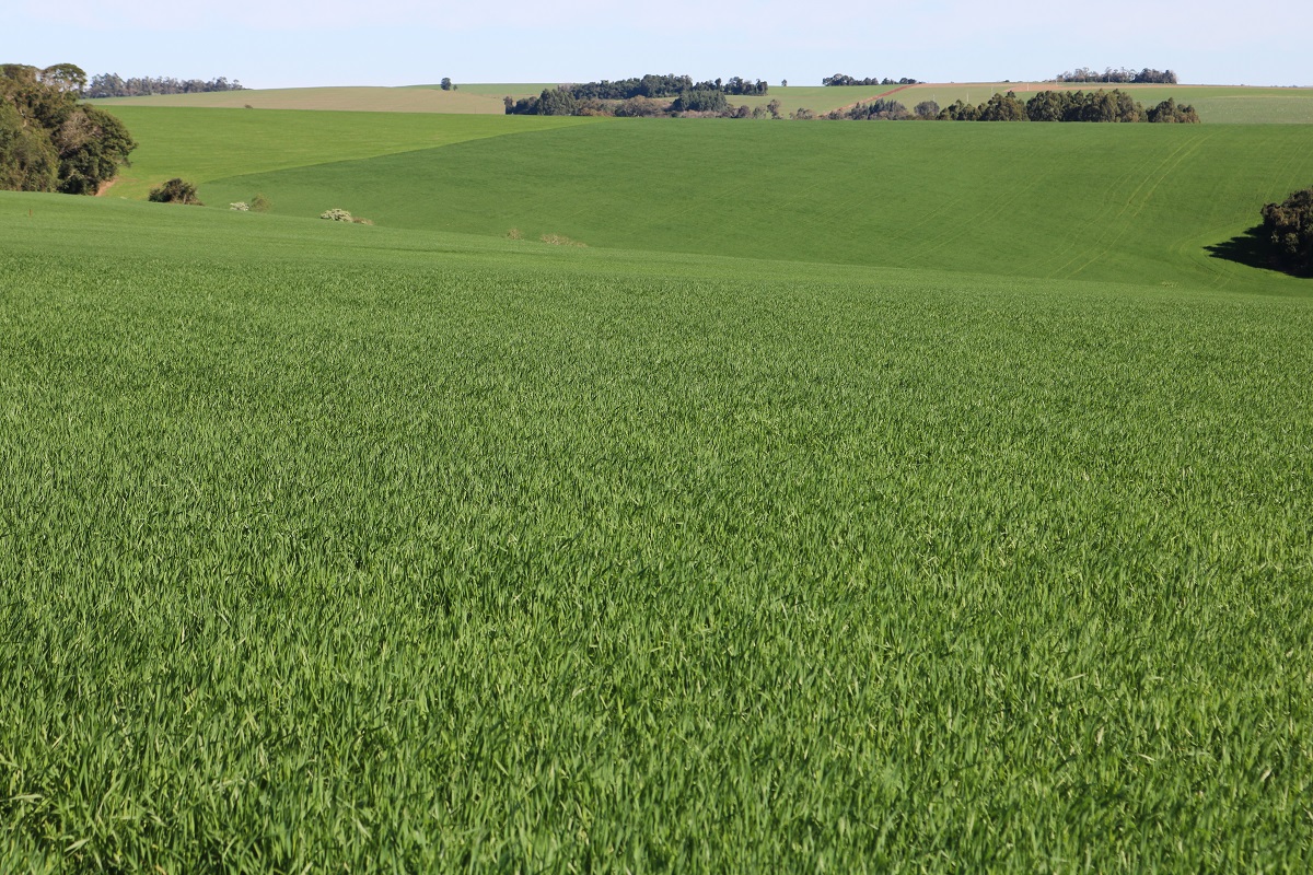 O plantio do trigo alcança 96% da estimativa inicial de 739,4 mil hectares a serem cultivados no Rio Grande do Sul. De acordo com o Informativo Conjuntural, divulgado pela Emater/RS-Ascar […]