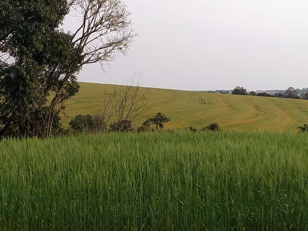 Apresentando bom desenvolvimento, a cultura do trigo entra agora no que é conhecido como o período crítico, pois o plantio está na fase de espigamento, altamente vulnerável às variáveis climáticas. […]