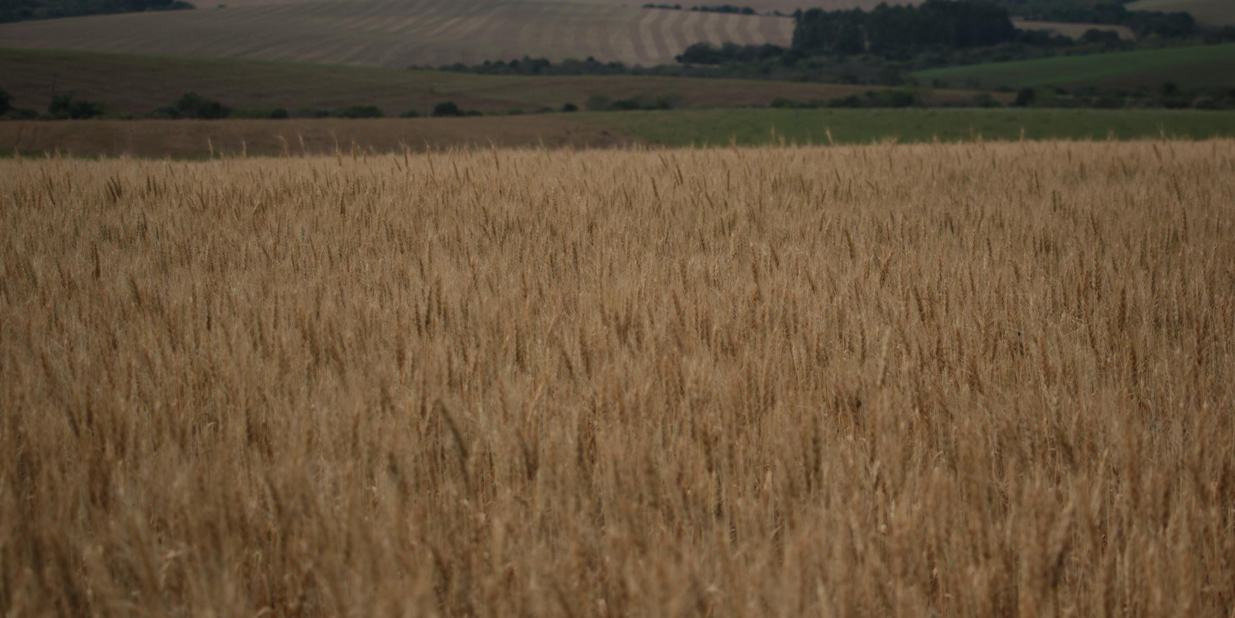 Estado deve cultivar 736,2 mil hectares com o principal cereal de inverno A Conab revisou para cima a estimativa de área plantada para a safra atual de trigo no Rio […]