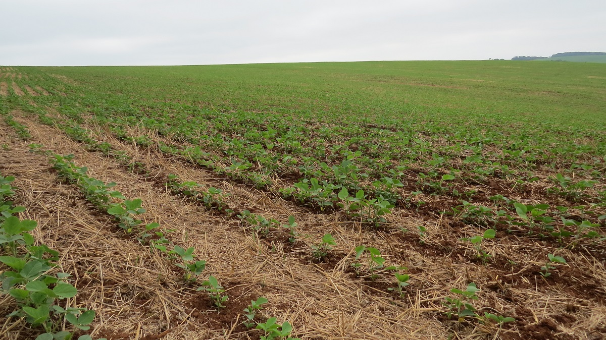 O plantio da soja no Rio Grande do Sul alcançou na semana 94% do total da intenção de plantio, que é de 5.978.967 hectares para esta safra 2019/2020. De acordo […]