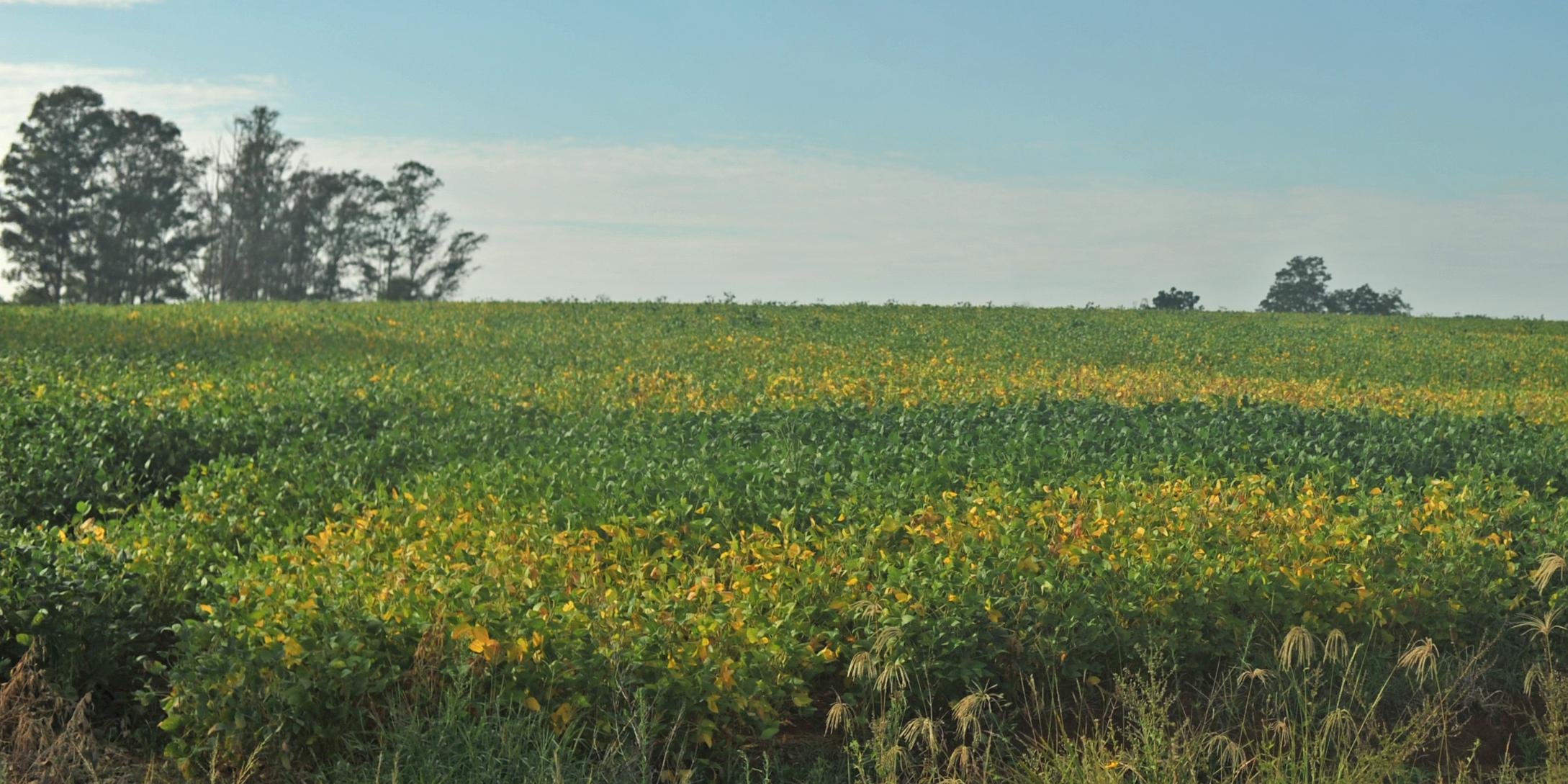 Químico é utilizado pelos sojicultores e vêm causando prejuízos em produções de frutas A Secretaria da Agricultura, Pecuária e Desenvolvimento Rural confirmou, nesta terça-feira, a suspensão da utilização do herbicida 2,4-D nas […]