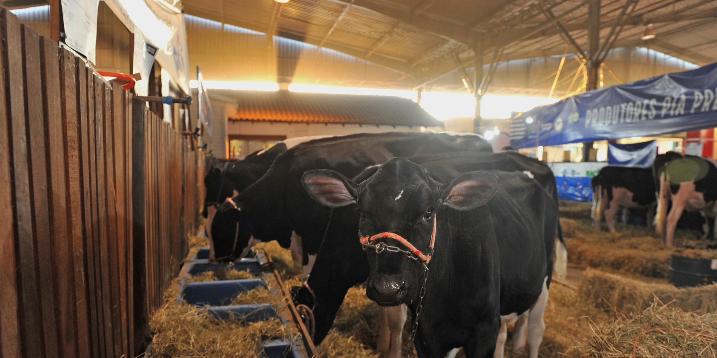 Valorização garante ânimo aos produtores que irão participar da Expointer Digital Diferente dos últimos anos, a Expointer ocorre em momento de alta do leite. Segundo o Conselho Paritário Produtores/Indústrias de […]