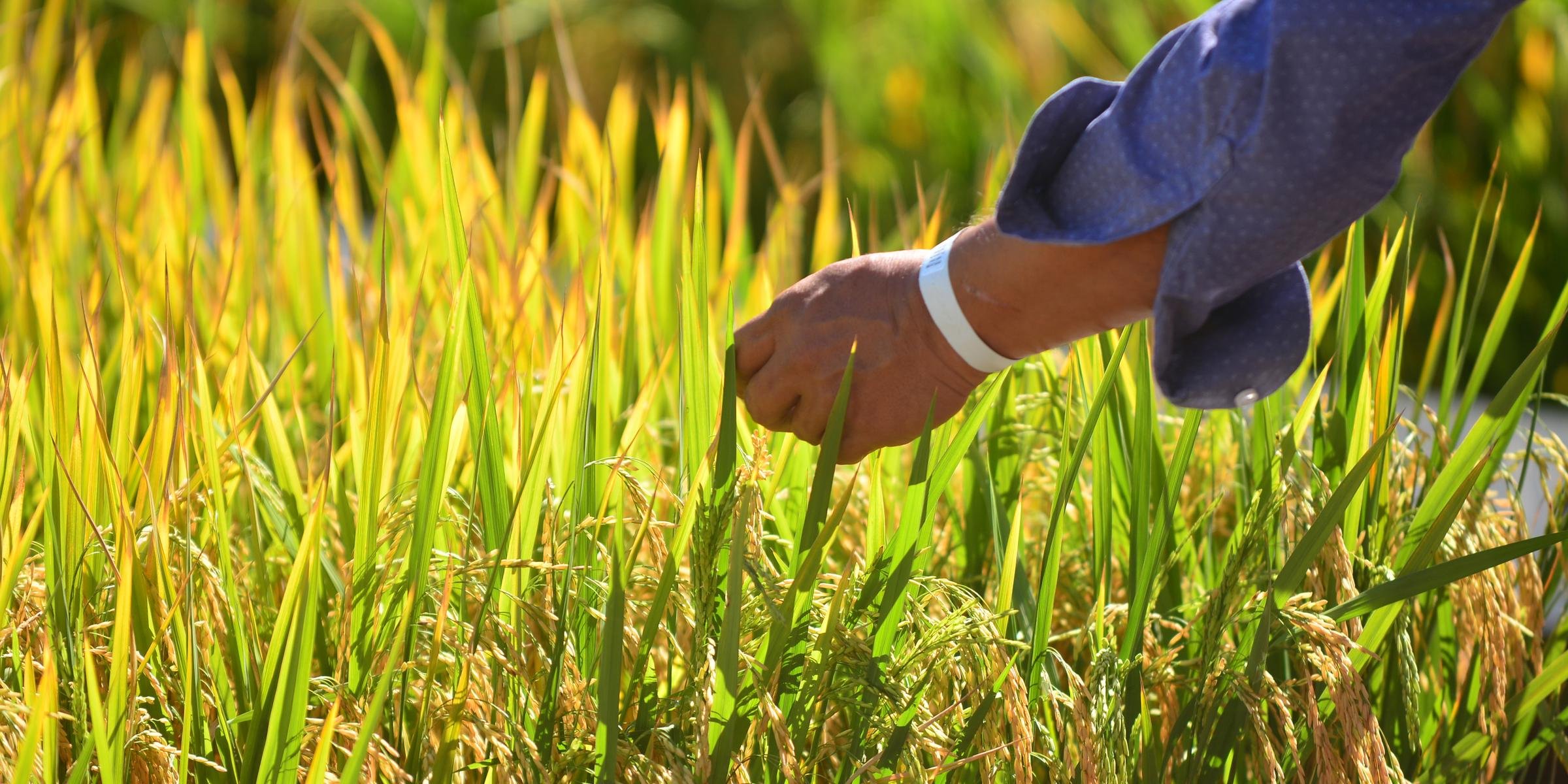 Faltam cerca de 104 mil hectares para o encerramento dos trabalhos A colheita do arroz no Rio Grande do Sul alcançou nesta semana 88,91% da área total, estimada em 945.940 […]