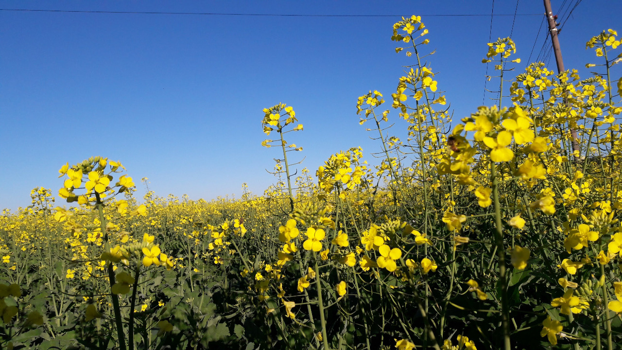Com o plantio concluído na regional de Santa Rosa, 86% da área está na fase de germinação e desenvolvimento vegetativo, e 14% das lavouras já estão em florescimento, pois foram […]
