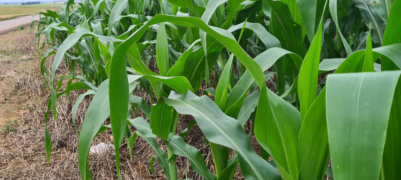 Com uma projeção de aproximadamente 835 mil hectares de cultivo de milho no Estado, os produtores seguem com o plantio da cultura, que chega a 79% das lavouras semeadas. De […]
