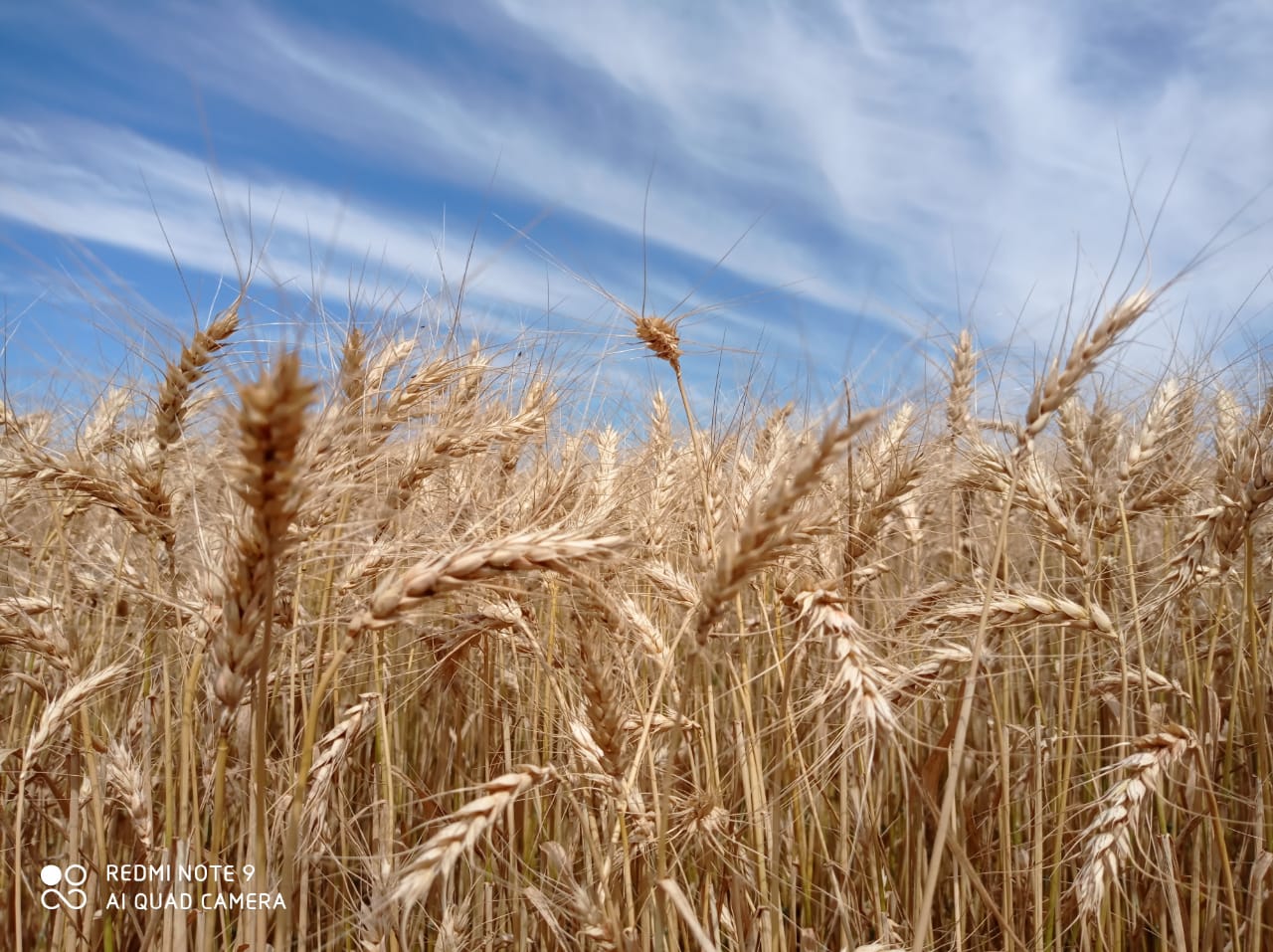 A colheita do trigo está tecnicamente encerrada no Rio Grande do Sul. O balanço da safra é positivo no Estado, diante da boa produtividade, da qualidade do produto e da […]