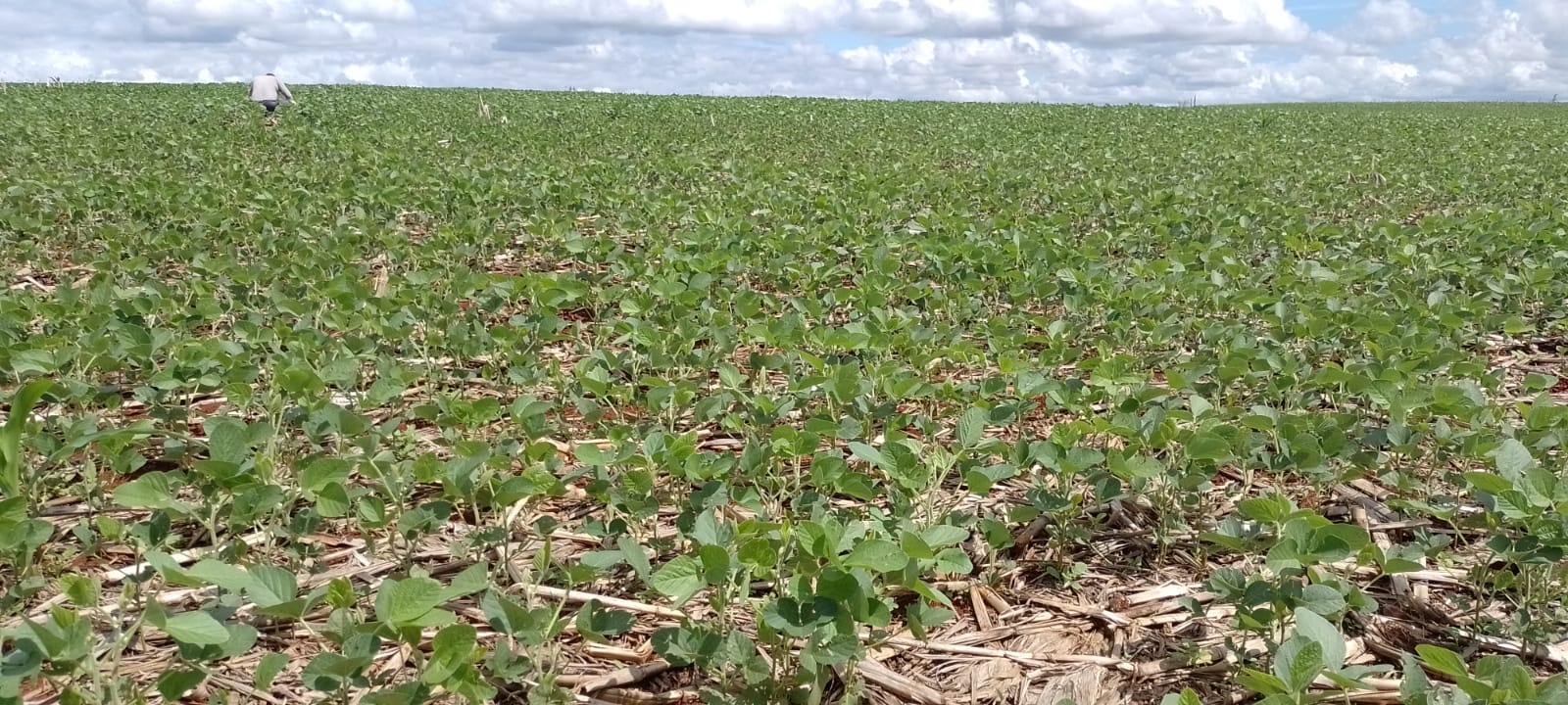 A colheita da soja avançou para 14% dos cultivos e outros 34% estão em maturação, 44% em enchimento de grãos, 7% em floração e resta apenas 1% ainda em germinação […]