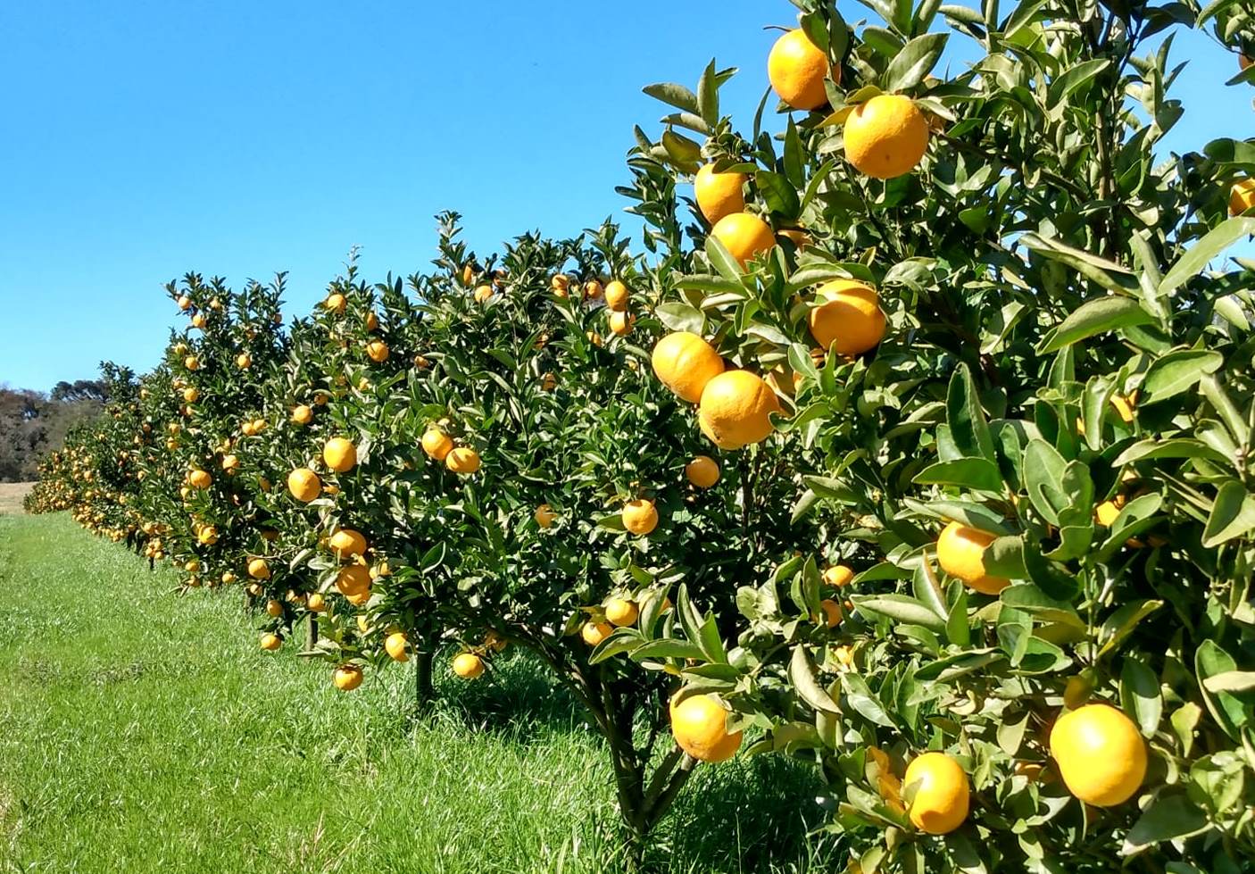 Na região de Bagé, a colheita dos citros avança nos principais municípios produtores da Fronteira Oeste. De acordo com o Informativo Conjuntural produzido e divulgado nesta quinta-feira (30/06) pela Emater/RS-Ascar, vinculada […]