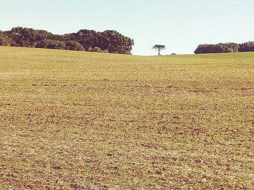 As atividades de implantação de lavouras de trigo foram interrompidas na semana anterior (06 a 10/06), inicialmente pela ocorrência de chuvas e posteriormente pela manutenção de alta umidade nos solos, […]