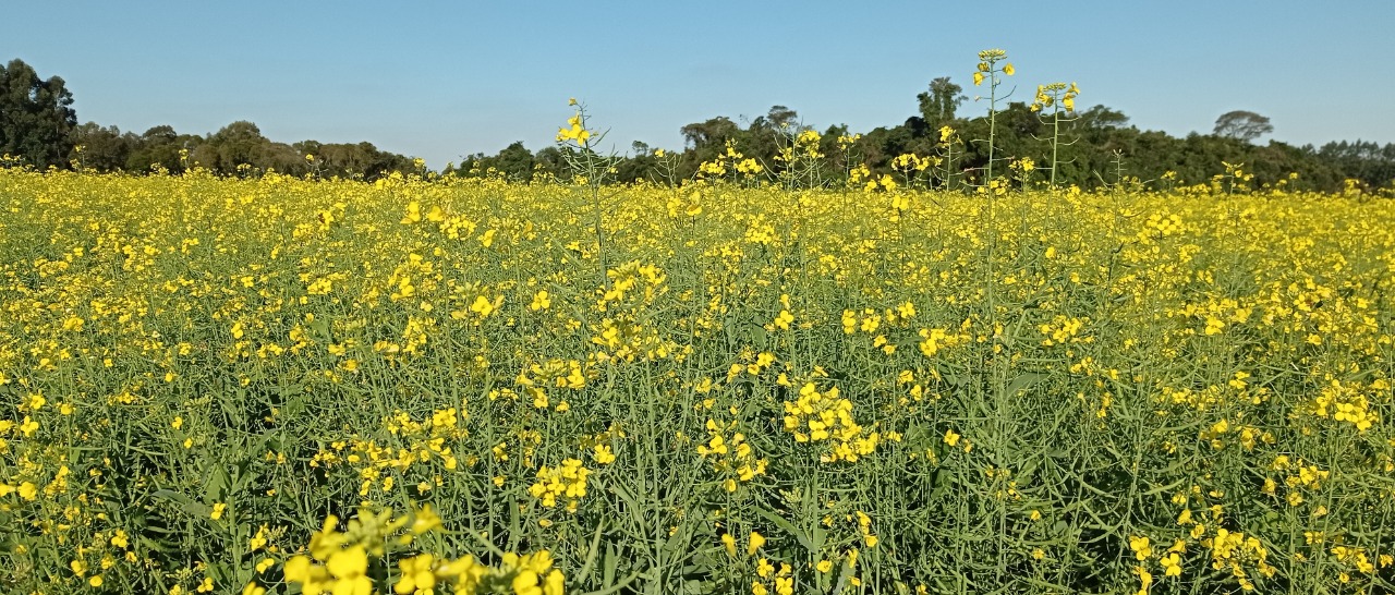 A semeadura da canola nas principais regiões produtoras foi concluída. A estimativa de cultivo de canola no Estado para a safra 2022 é de 48.457 hectares. A produtividade estimada é […]