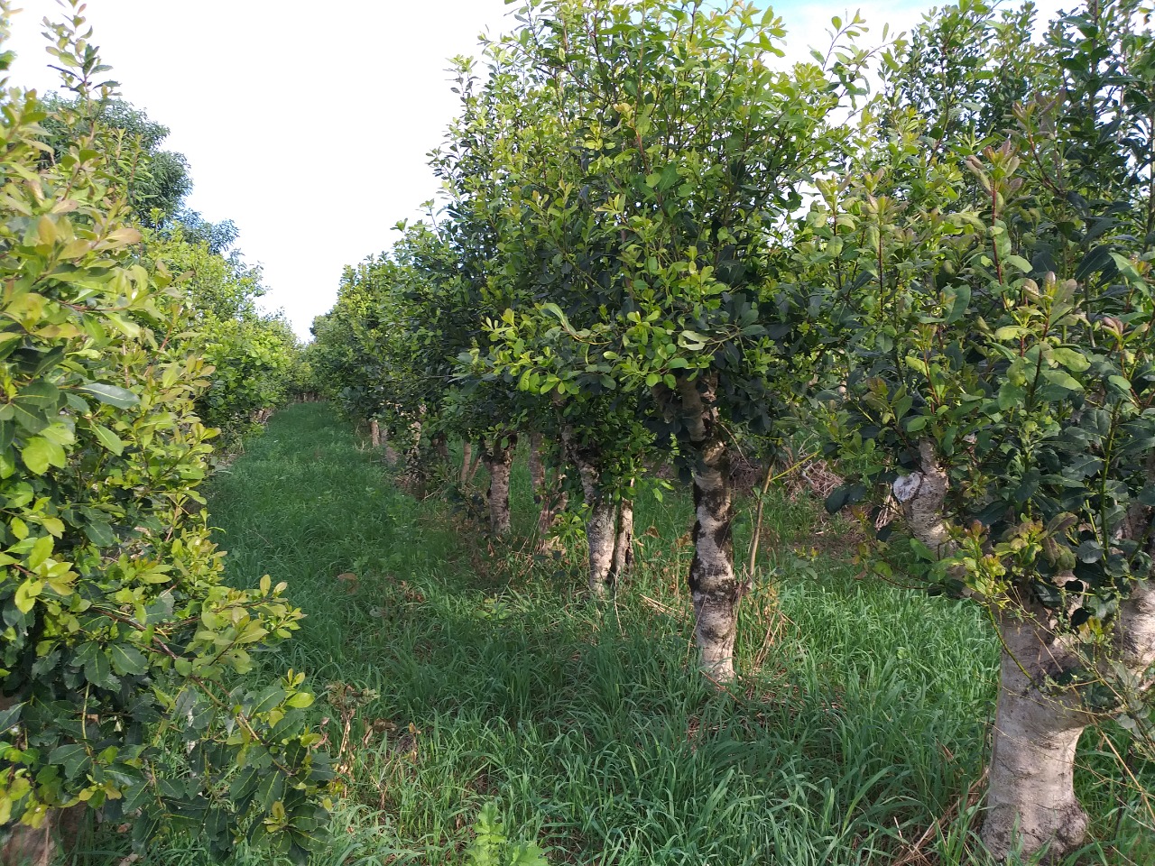 De acordo com o Informativo Conjuntural produzido e divulgado nesta quinta-feira (18/08) pela Emater/RS-Ascar, com o grande aumento nos preços dos fertilizantes e outros insumos, elevou-se o custo de produção […]