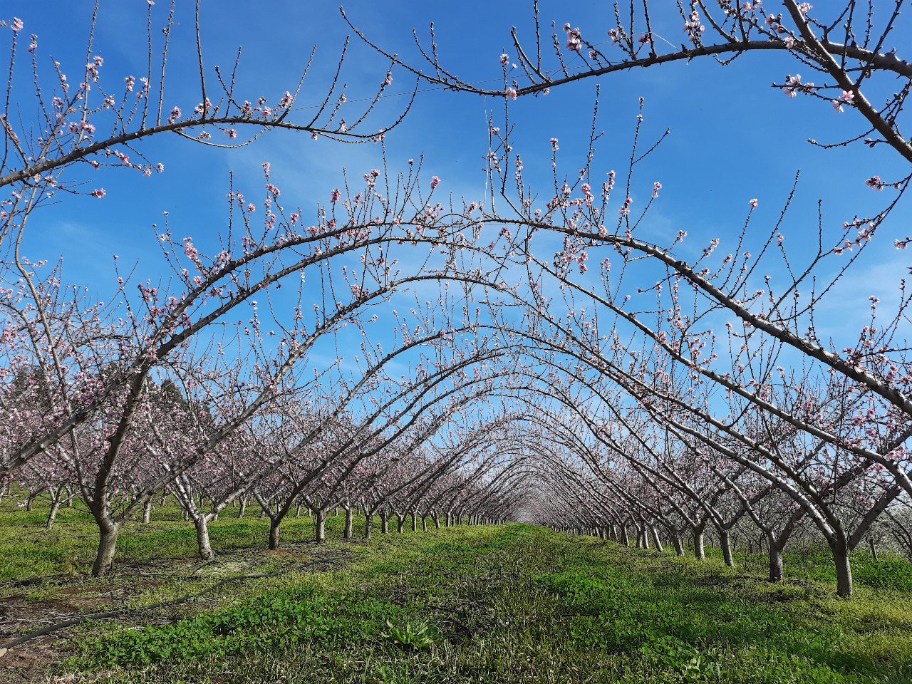 Na regional de Santa Rosa, estão concluídas as podas e os tratamentos com caldas nos pessegueiros, sendo que as variedades precoces estão em floração e em início de formação do […]