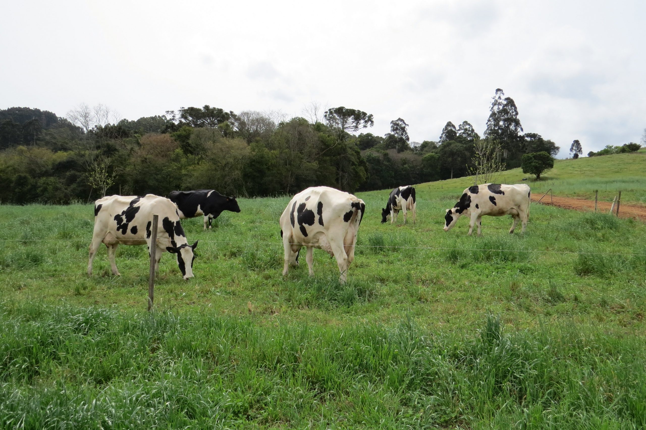 De maneira geral, as pastagens anuais de inverno ainda ofertam quantidade boa de massa verde. De acordo com o Informativo Conjuntural produzido e divulgado nesta quinta-feira (29/09) pela Emater/RS-Ascar, a […]