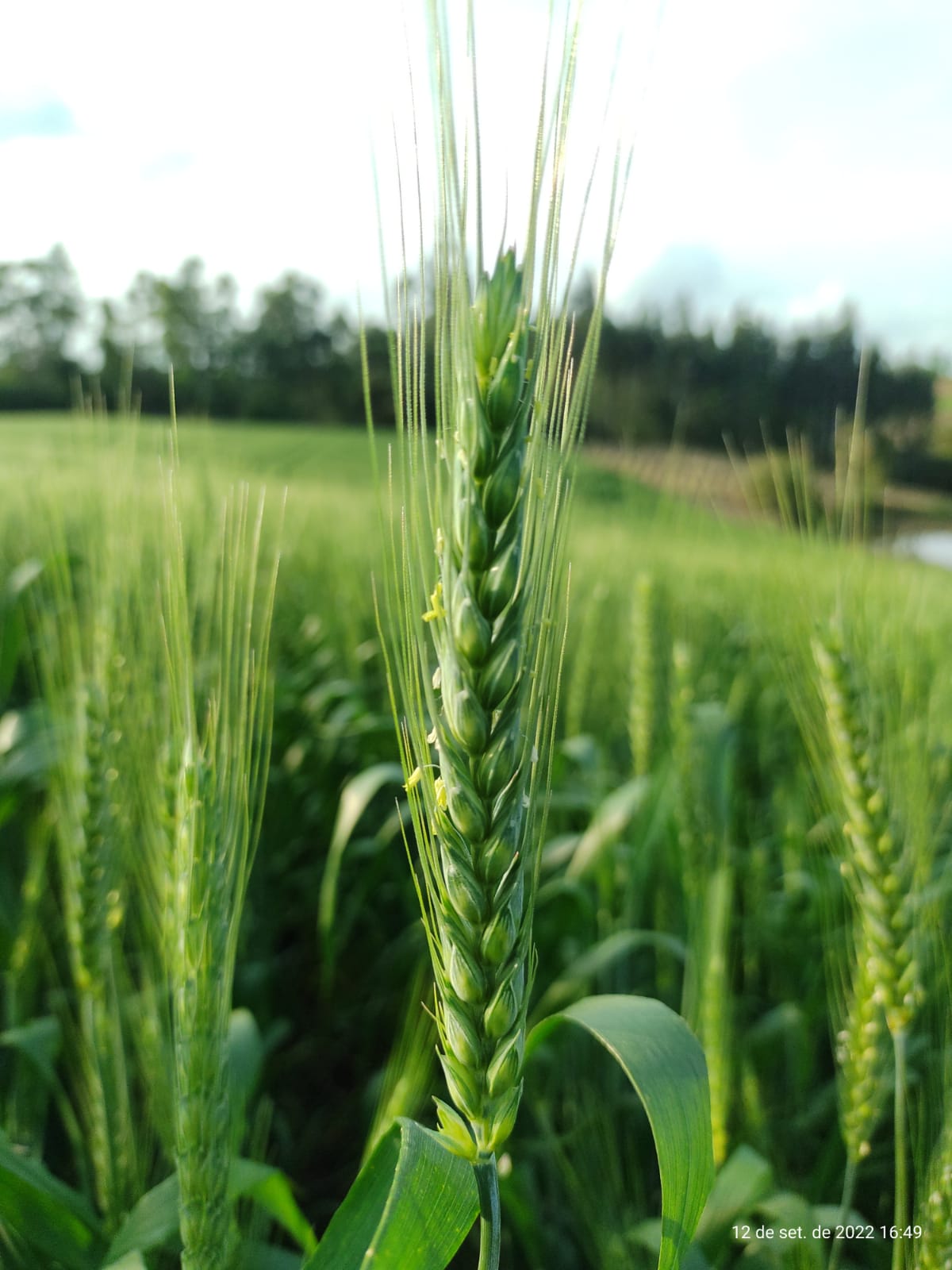 A estimativa de cultivo de trigo para a safra 2022 no Rio Grande do Sul é de 1.413.763 hectares. A cultura segue com excelente desenvolvimento, beneficiada pelo grande número de […]