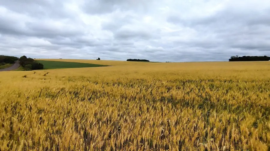 A cultura do trigo apresenta ótima condição de desenvolvimento no RS, com alto potencial produtivo e baixa incidência de doenças. De acordo com o Informativo Conjuntural produzido e divulgado nesta […]