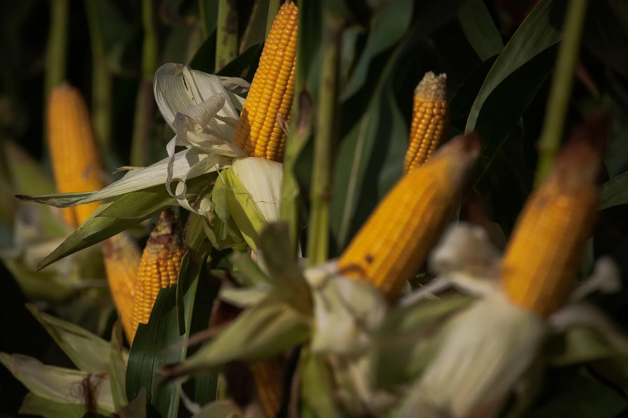 Prossegue a implantação das culturas de verão no Estado, mas as baixas temperaturas têm afetado o desenvolvimento, segundo o Informativo Conjuntural produzido e divulgado nesta quinta-feira (13/10) pela Emater/RS-Ascar. Na […]