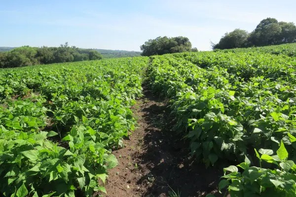 No RS, a área projetada de feijão 1ª safra é de 30.561 hectares. A produtividade estimada é de 1.701 kg/ha, e a produção é de 51.985 toneladas. A cultura está […]