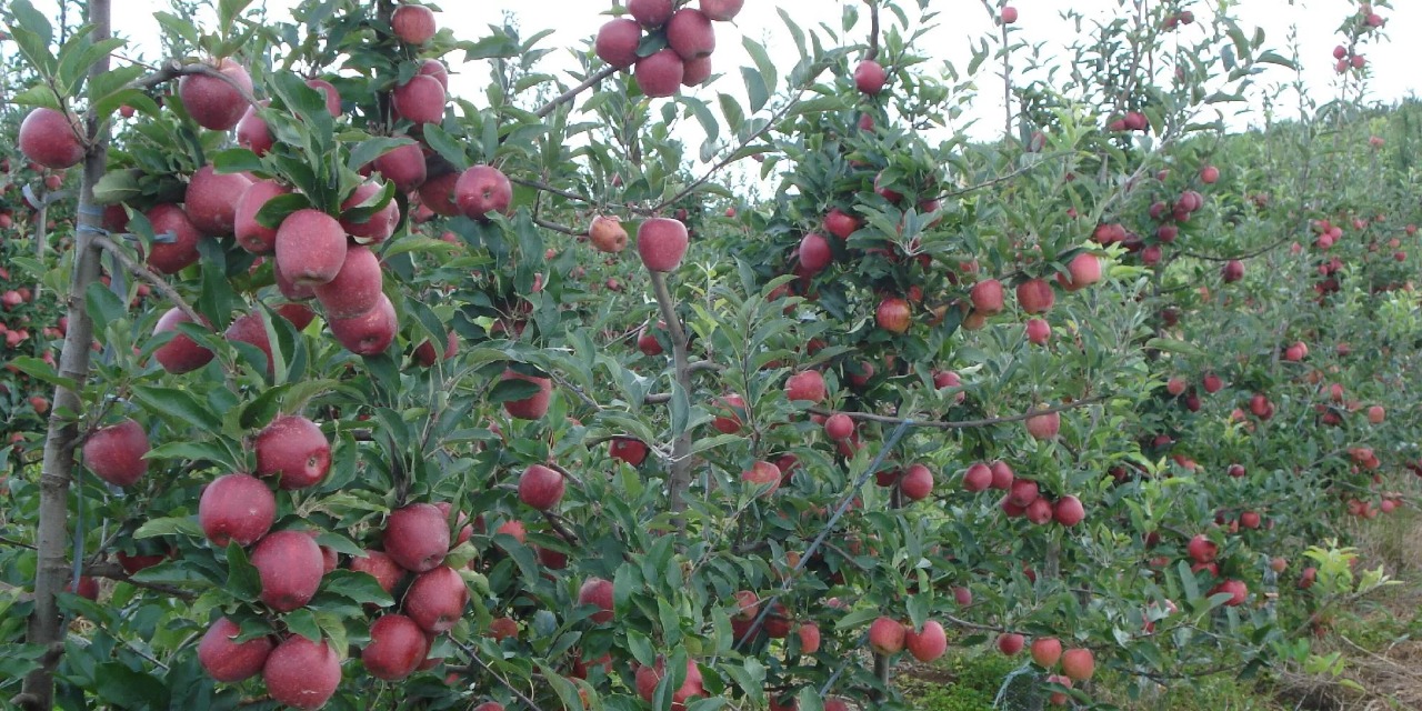 Mudança climática, prevista para a primeira semana de novembro, pode impactar cultivo de frutas e implantação das lavouras de soja e milho A previsão de temperaturas abaixo da média e […]