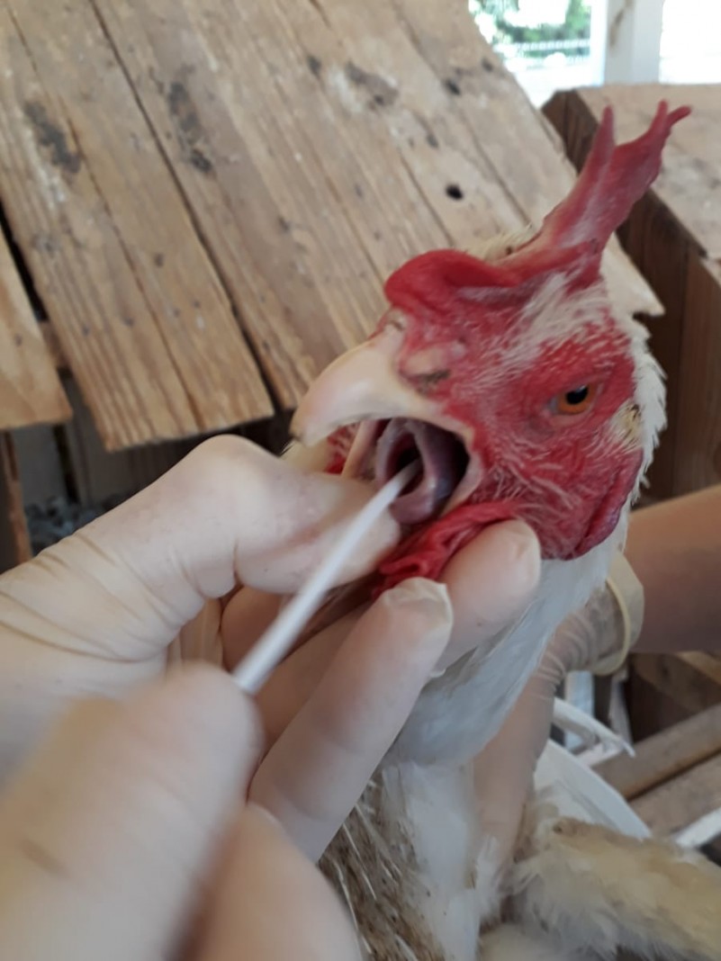 O Brasil é livre da doença, mas todos devem unir esforços para evitar sua chegada. Iniciativa privada, produtores e criadores devem reforçar medidas de biosseguridade das granjas avícolas após a […]