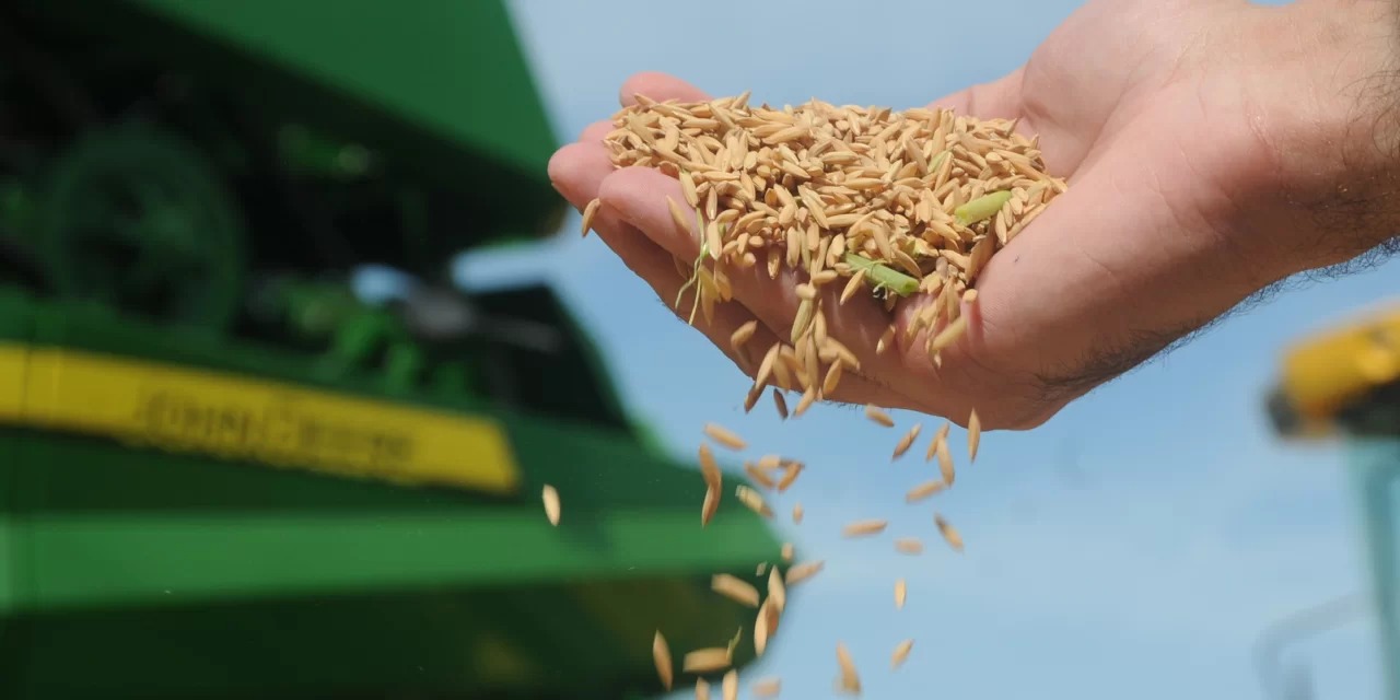 Baseada em contratos já fechados, Associação Brasileira da Indústria do Arroz prevê 2 milhões de toneladas embarcadas O volume de exportações brasileiras de arroz (base casca) esperado para 2022 é […]
