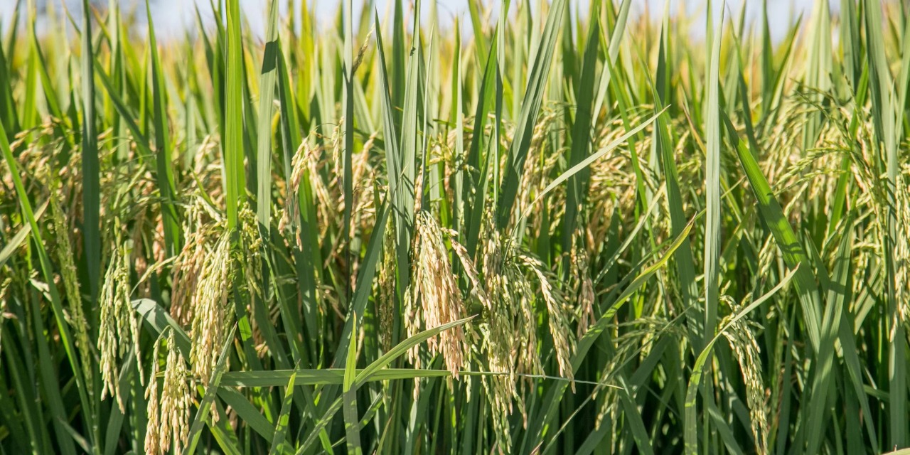 Previsão de precipitações até segunda-feira indica impacto positivo no desenvolvimento das culturas nas áreas já semeadas O retorno da chuva ao Rio Grande do Sul deve favorecer o estabelecimento da […]
