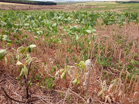 A cultura da soja no Rio Grande do Sul ainda está em implantação chegando a 93% do total da área projetada para a safra 2022/2023, que é de 6.568.607 hectares. […]