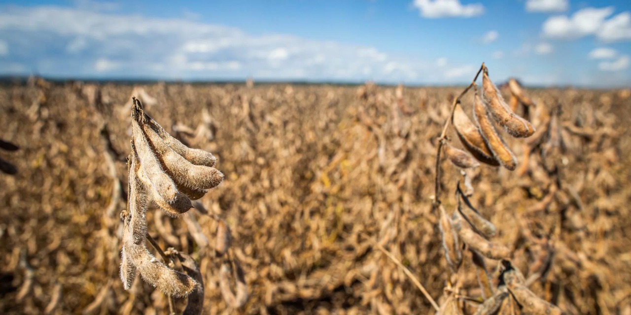 Presidente da Aprosoja diz que Estado vai ter uma boa safra, se previsões climáticas para as próximas semanas se concretizarem O cultivo da soja se desenvolve bem nos Campos de […]