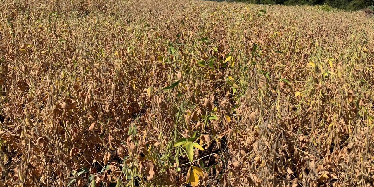 Presidente da Fecoagro diz que desenvolvimento das plantações é “muito ruim” A estiagem no Estado já causa perdas para a soja em relação à estimativa inicial de produção da Emater-RS/Ascar, […]