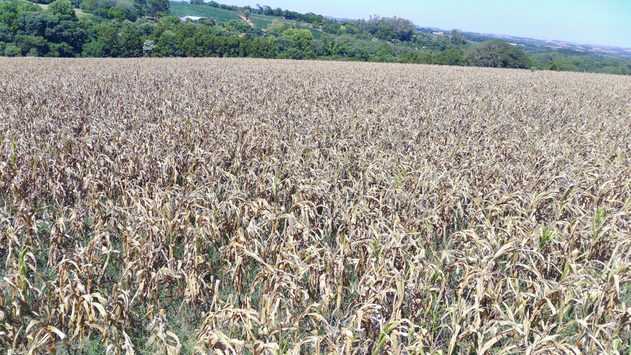A semeadura do milho no Estado evoluiu 1%, e a operação ocorreu em pequenas áreas onde houve chuvas pontuais e em áreas em sucessão ao tabaco. Conforme o Informativo Conjuntural […]