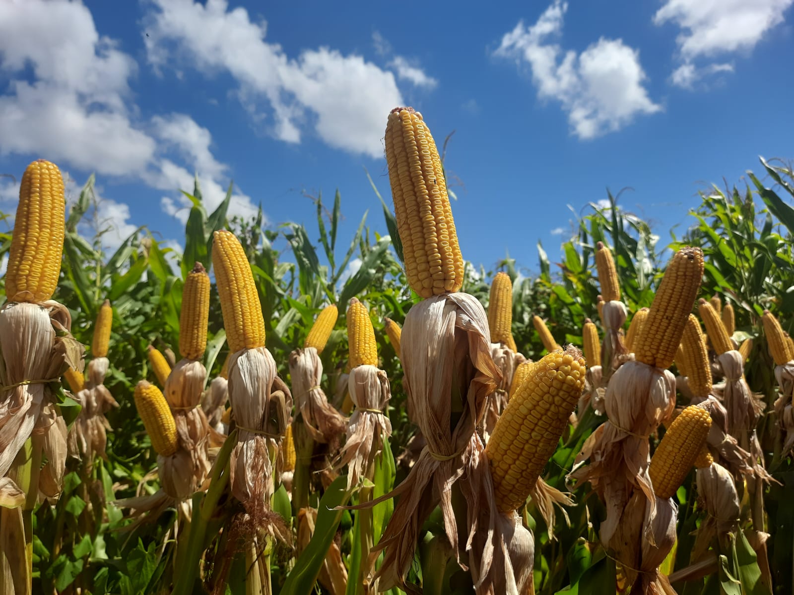 A colheita das lavouras de milho avança no Estado e alcança, nesta semana, 46% da área total estimada, que é de aproximadamente 830 mil hectares. De acordo com o Informativo […]