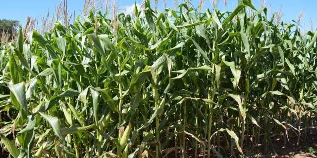 A inoculação da bactéria Azospirillum brasilense (estirpes Ab-V5 e Ab-V6) em sementes de milho pode reduzir em 25% a adubação nitrogenada de cobertura nas lavouras de milho. A conclusão partiu de pesquisa […]