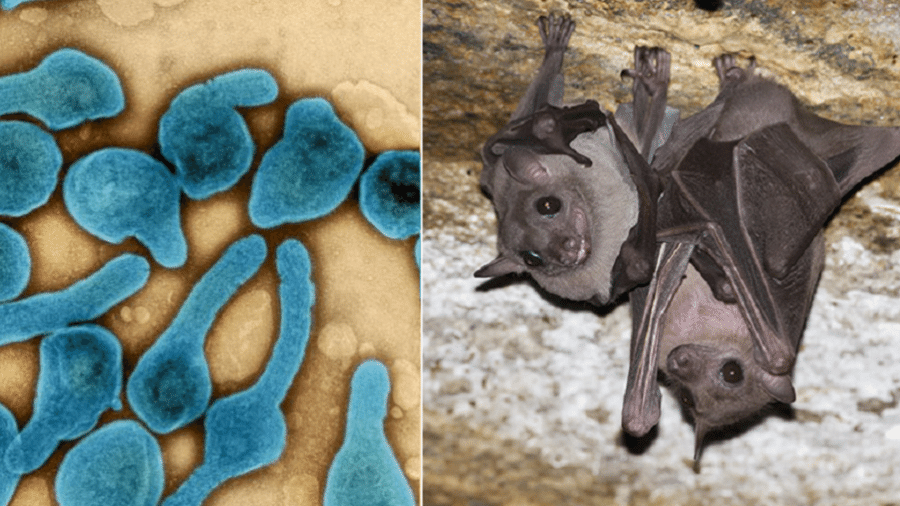 A Guiné Equatorial, na África Central, confirmou seu primeiro surto do vírus de Marburg, da mesma família do ebola. A regional da Organização Mundial de Saúde (OMS) na África informou […]