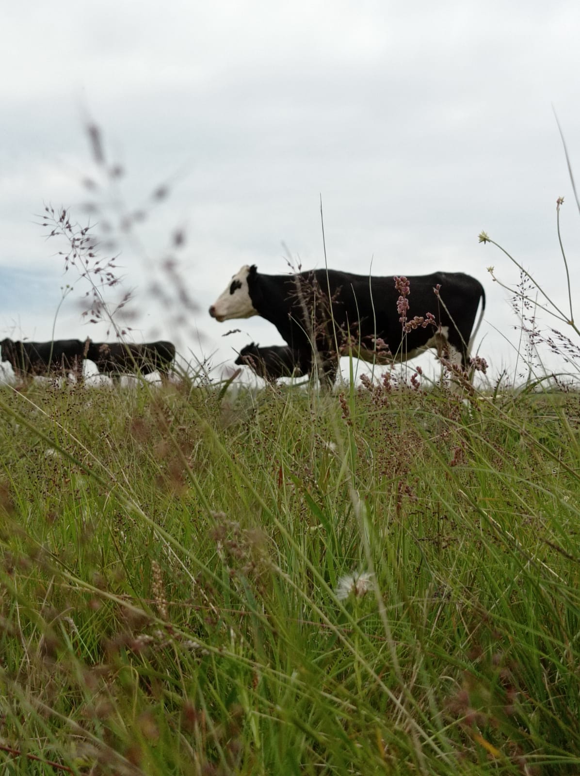 As chuvas colaboraram para a evolução do estado corporal do gado de corte, pois houve aumento da oferta forrageira a campo e melhoria das fontes de água. Porém, de acordo […]
