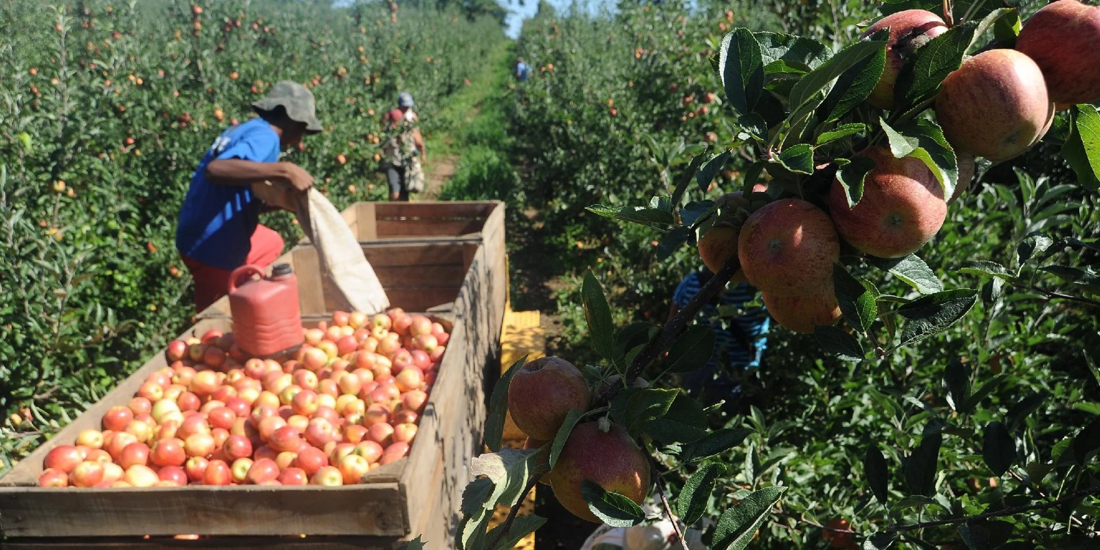 A estiagem este ano, ao contrário do ano passado, não afetou de forma significativa o cultivo de maçã no Estado, de acordo com a Emater/RS-Ascar. “No ano passado a queda de produção foi em razão […]