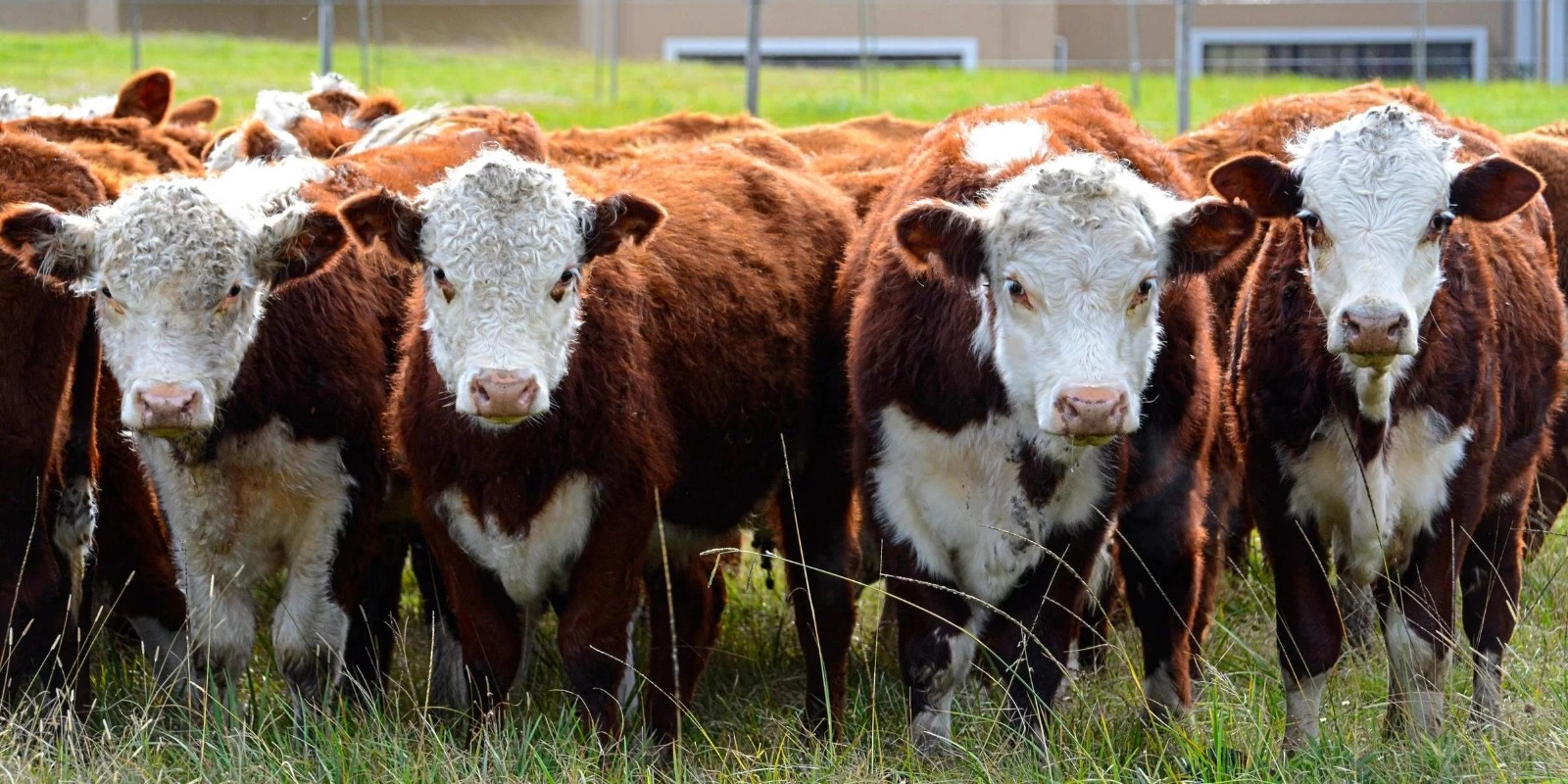 O Ministério da Agricultura informou nesta quinta-feira, 2, que o caso isolado de encefalopatia espongiforme bovina (EEB), o mal da vaca louca, registrado no Pará em fevereiro foi confirmado como atípico. O […]