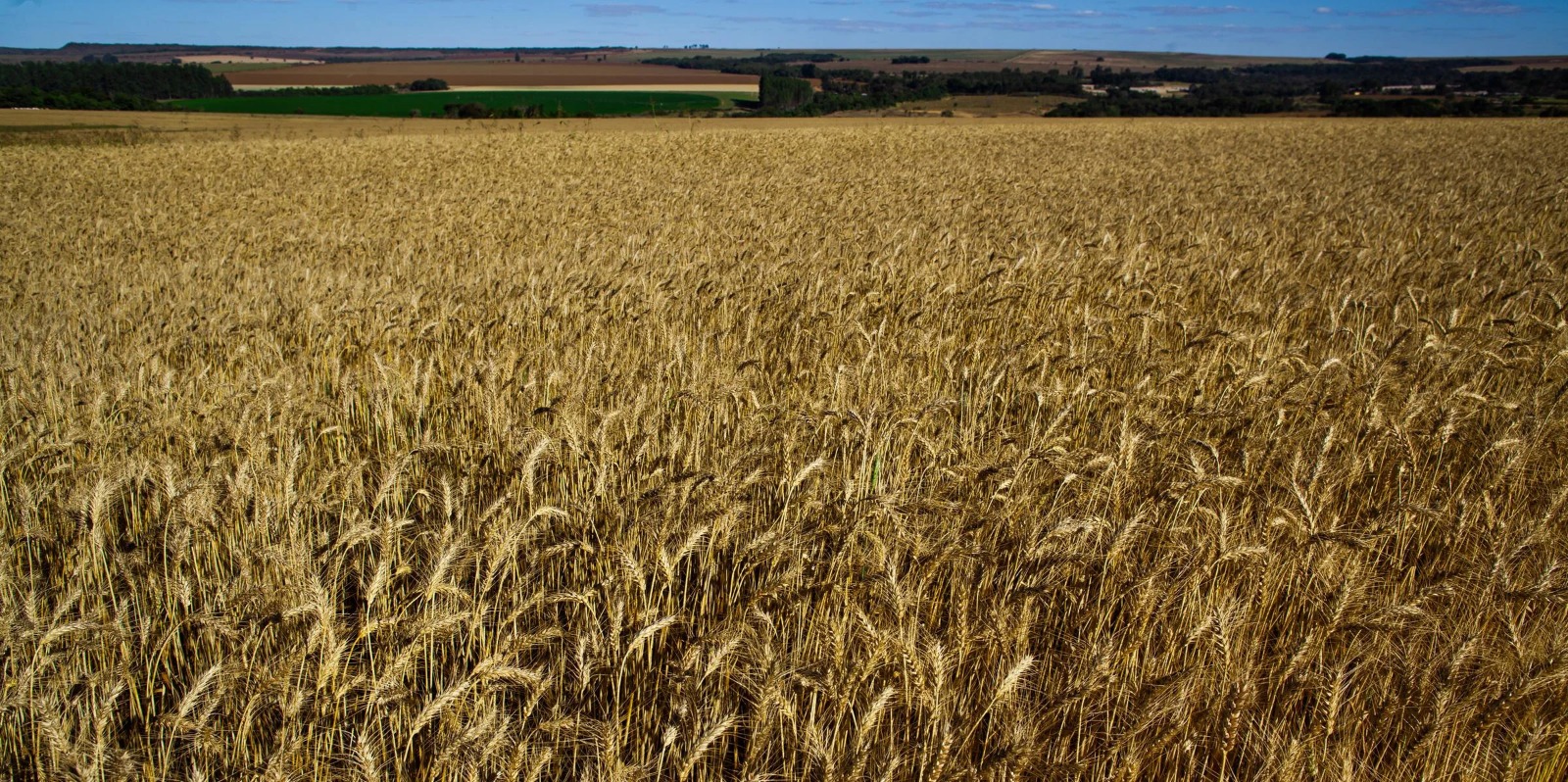 A Companhia Nacional de Abastecimento (Conab) espera uma produção de trigo 18,6% menor para o Rio Grande do Sul, com queda de 5,73 milhões de toneladas em 2021/22 para 4,66 milhões de […]