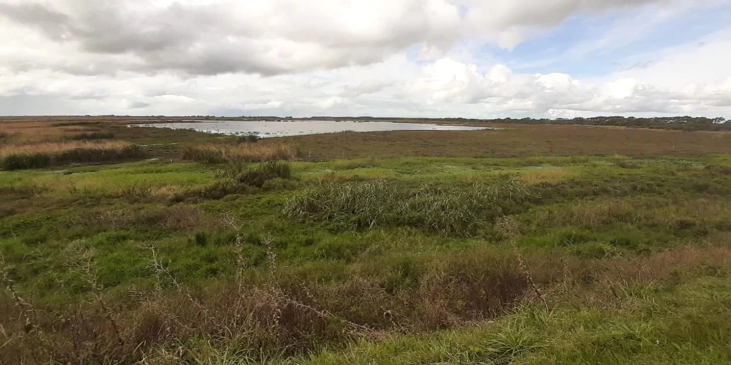 Apesar do alerta gerado com a confirmação do primeiro foco de gripe aviária na Reserva Ecológica do Taim, no Rio Grande do Sul, as condições sanitárias do Estado e a produção comercial […]