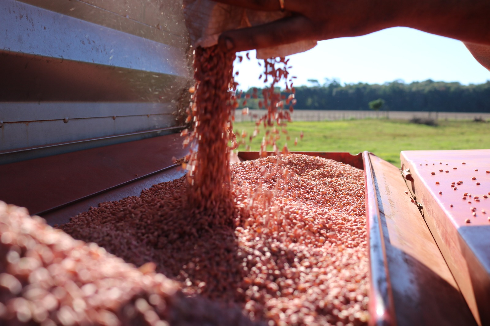 A cultura do trigo encontra-se em fase de implantação, mas a prevalência de chuvas e de umidade suspendeu em parte a semeadura na maioria dos municípios produtores do Estado. De […]