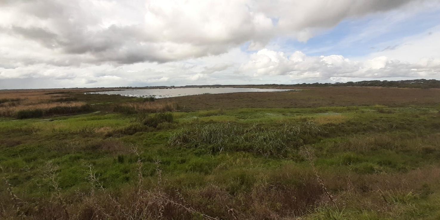 A Estação Ecológica do Taim (ESEC) registrou, nesta terça-feira (30), mais três mortes de cisnes-de-pescoço-preto. Os animais foram encontrados no sentido Norte da Lagoa da Mangueira, em Santa Vitória do […]
