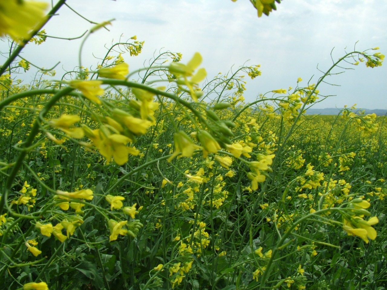 A semeadura da canola foi concluída nas principais regiões produtoras do Rio Grande do Sul, com início de florescimento nas regiões de Santa Rosa e Ijuí. As condições climáticas têm [&hellip;]