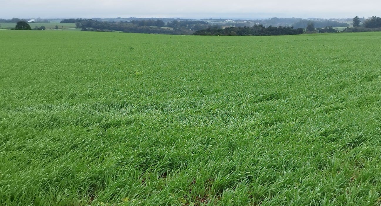 Segue em desenvolvimento o trigo no Rio Grande do Sul. Com uma área a ser cultivada na Safra de inverno 2023 estimada em 1.505.704 hectares, a cultura do trigo encontra-se [&hellip;]