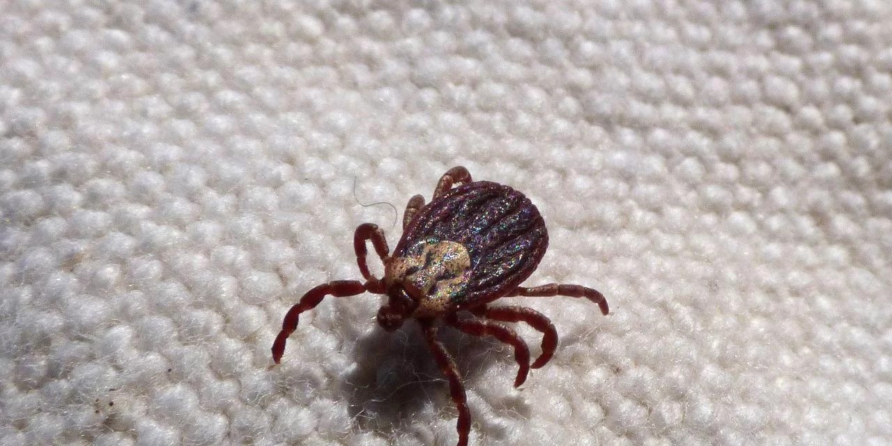 A&nbsp;Agência Nacional de Vigilância Sanitária (Anvisa)&nbsp;aprovou o registro de um novo produto para identificação e diagnóstico da&nbsp;febre maculosa.&nbsp;O kit, fabricado pelo Instituto de Biologia Molecular do Paraná, é o segundo [&hellip;]