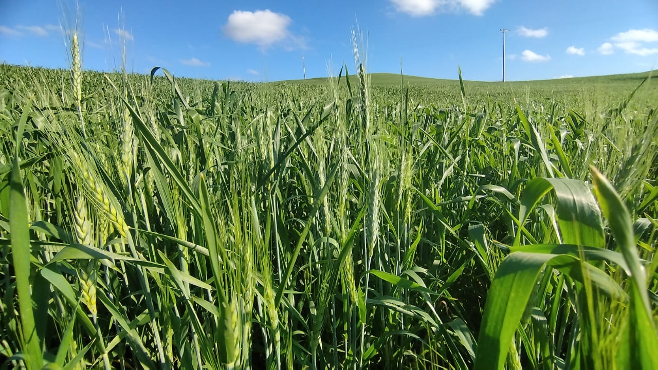 A semeadura do trigo foi finalizada no Estado. No momento, 91% das lavouras encontram-se nas fases de germinação e vegetativa. As áreas em floração alcançam em média 8% e 1% [&hellip;]