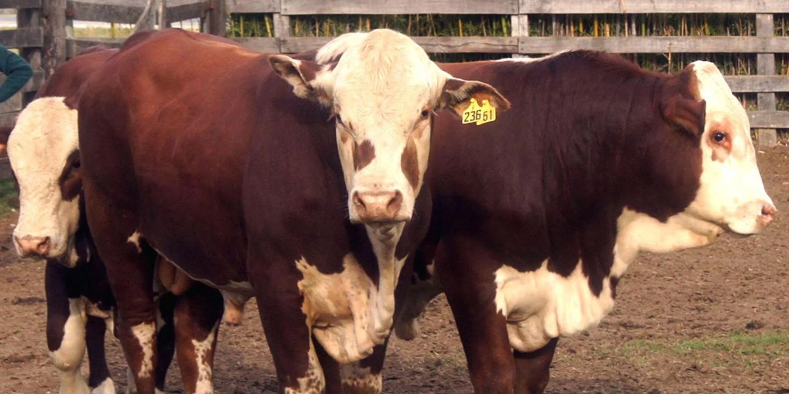 A temporada de primavera de&nbsp;leilões da pecuária&nbsp;ganha, pela primeira vez, uma publicação organizada de todos os eventos do setor que ocorrerão no Rio Grande do Sul até o início de [&hellip;]