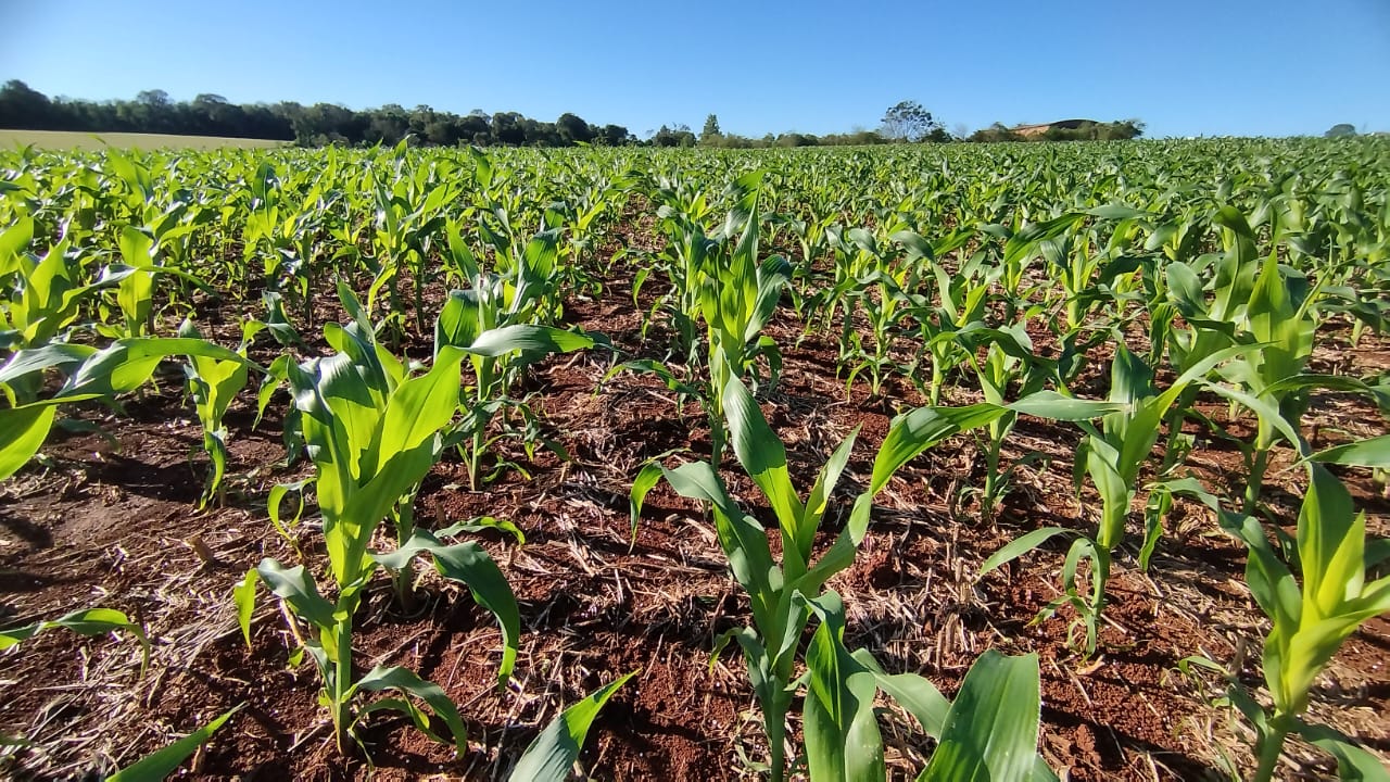 A área semeada com milho no Rio Grande do Sul alcançou 55% da projeção de cultivo para a Safra 2023/2024, que é de 817.521 hectares. As lavouras encontram-se predominantemente na [&hellip;]