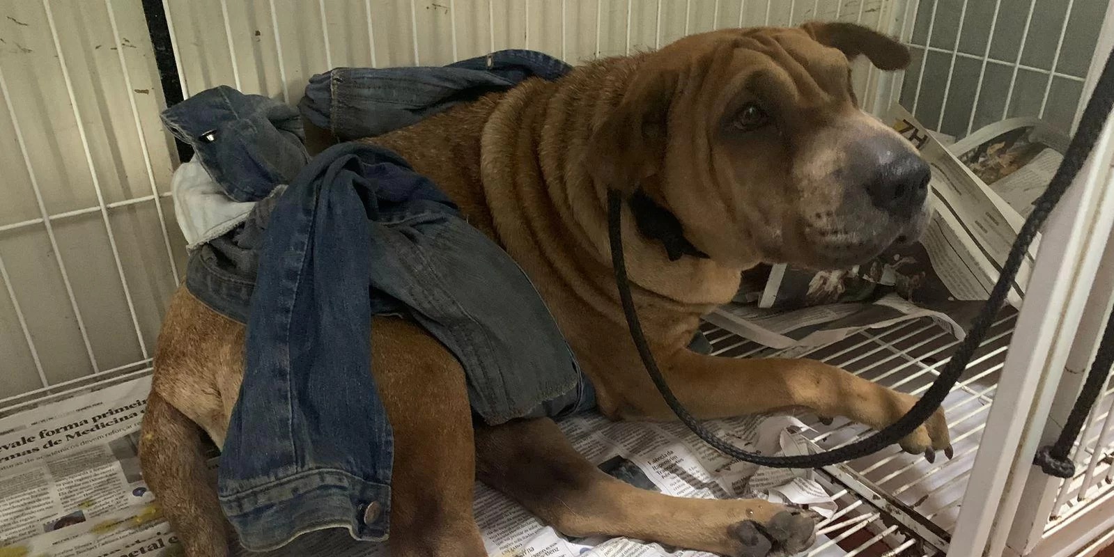 Uma cadela foi baleada nesta quinta-feira (21) por estar mexendo no lixo na frente de uma residência no bairro Santo Afonso, em Novo Hamburgo, de acordo com nota divulgada pela [&hellip;]