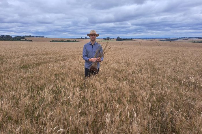 Chuva excessiva, efeito do El Niño, prejudicou o desenvolvimento da planta e dificultou a colheita  O recorde de safra no inverno passado, que resultou em 5,1&nbsp;milhões de toneladas de trigo [&hellip;]
